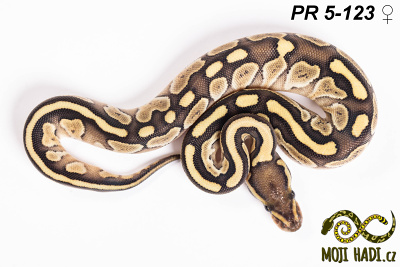 hadi na prodej, mládě, český chov hadů, odchov hadů, mojihadi.cz, Python regius, ballpython, krajta královská,lesser, yellow belly